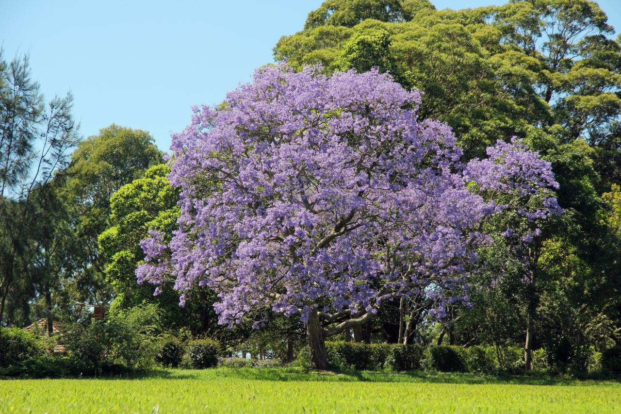 Thriving Jacaranda Trees: Tips for Gorgeous Blooms