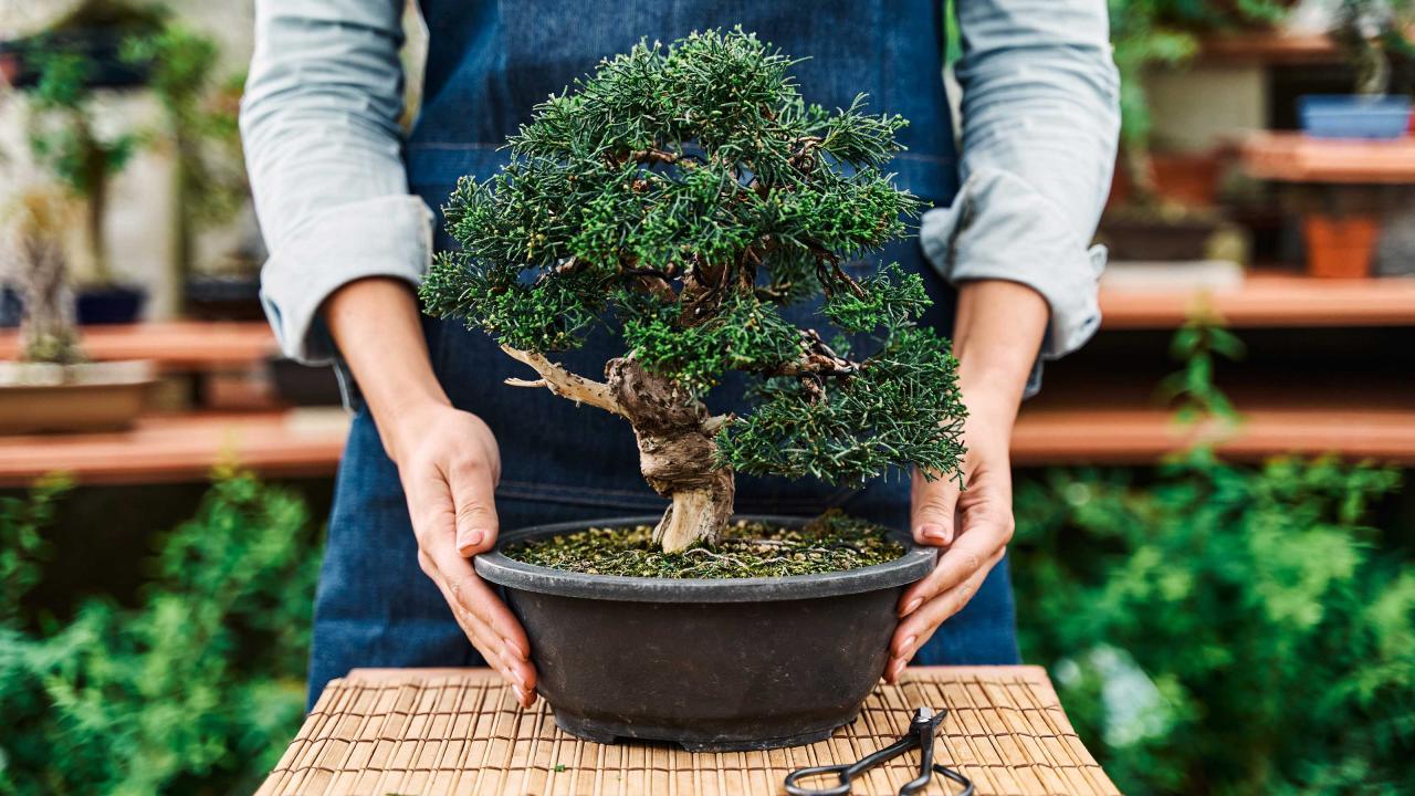 Bonsai Care Essentials: What Every Owner Should Know