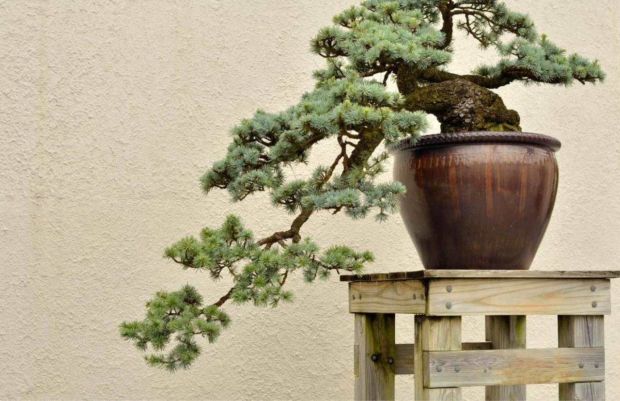 How to Pick a Bonsai Pot That Fits Your Trees Growth