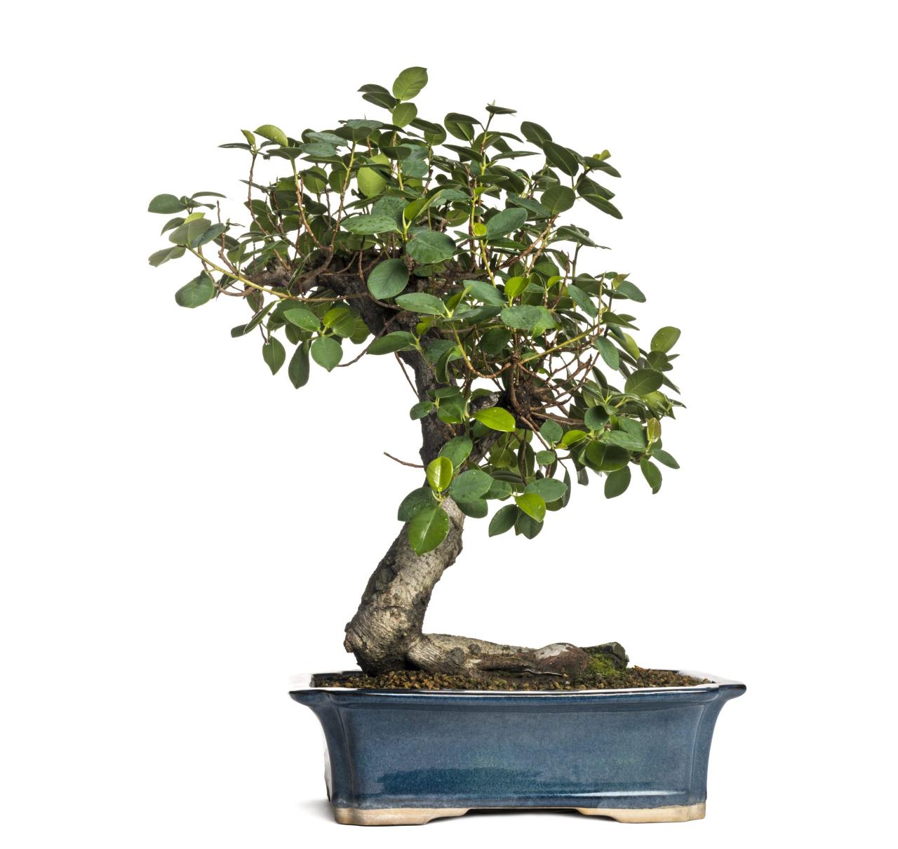 How To Care For A Bonsai: An Expert Guide