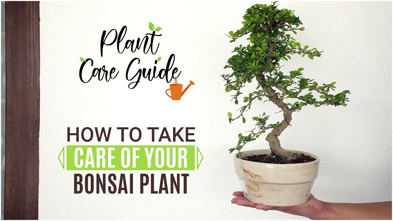 Top Bonsai Care Tips You Should Follow