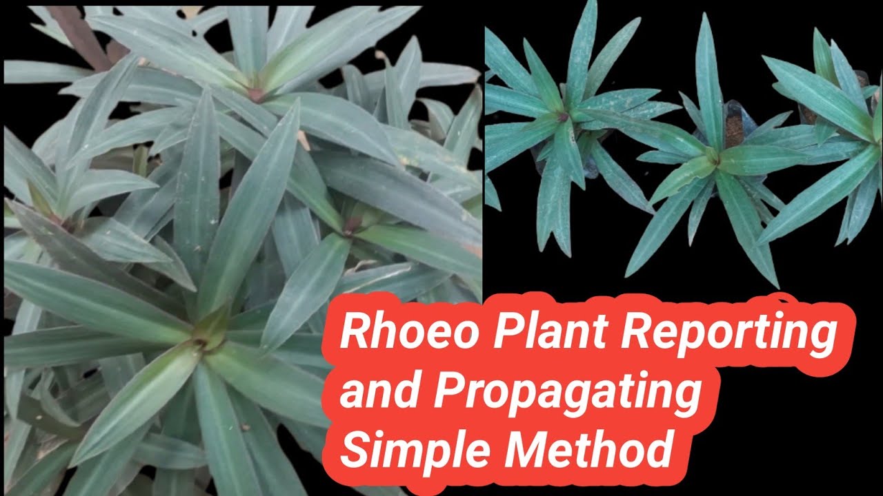 How to Get Your Rodgers Plant to Grow Faster and Healthier